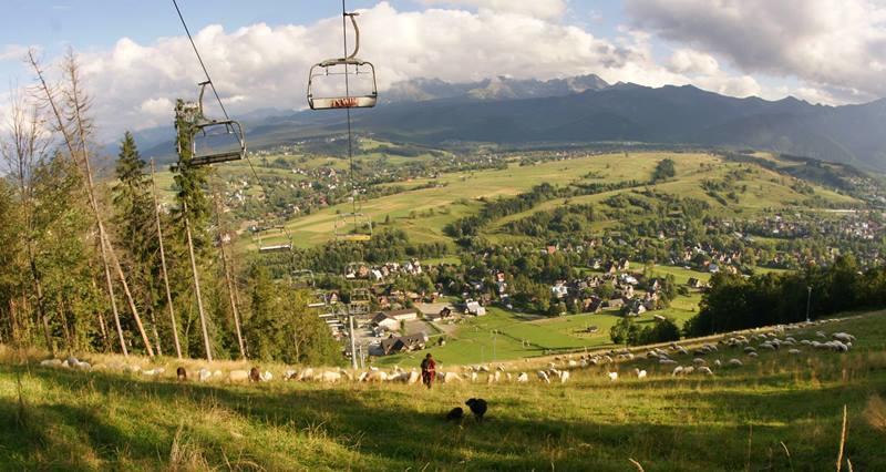 Apartament Pokoje u ZośkiP Zakopane Zewnętrze zdjęcie